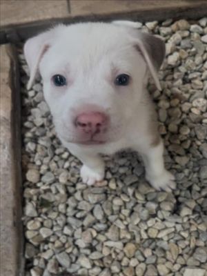Meet Benji The Cutest Little Fluff Benji is a 6-week-old heart-melter with tiny paws and a big pers