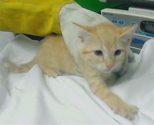 DIXIE Domestic Short Hair Cat