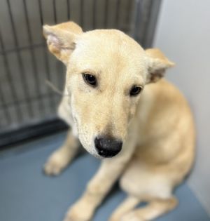 FAYE Husky Dog