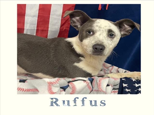 RUFFUS