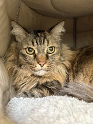 PEARL, Adult Female Domestic Medium Hair