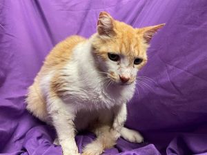 TRUMP, Senior Male Domestic Short Hair