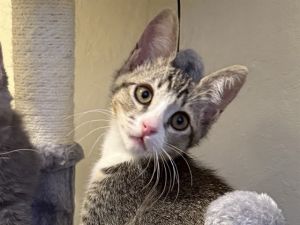 PHOEBE Domestic Short Hair Cat