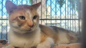 FLASH Domestic Short Hair Cat