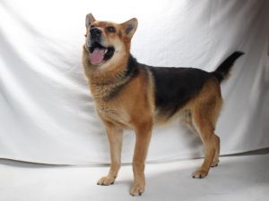 GARRUS German Shepherd Dog Dog