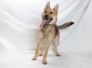 TALI German Shepherd Dog Dog