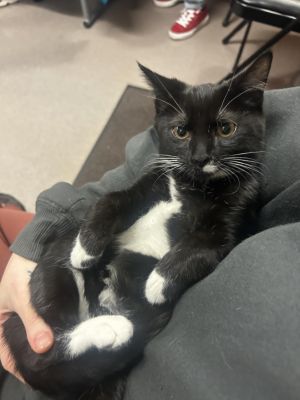 MOO Domestic Short Hair Cat