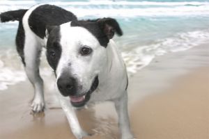 TERRA American Staffordshire Terrier Dog