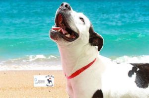 WATCH MY VIDEOBeautiful Terra came to us from another shelter so her history is a bit of a myster