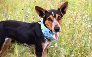 CHULA Australian Cattle Dog / Blue Heeler Dog