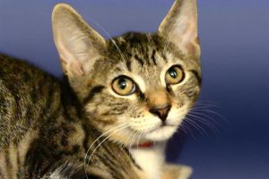 HERMIONE Domestic Short Hair Cat
