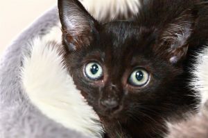 ESTEBAN Domestic Short Hair Cat