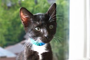 CHARLES Domestic Short Hair Cat