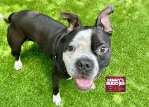 WATCH MY VIDEOTwo years ago Barkov was adopted at our shelter Now hes back because sadly his fam