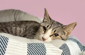 Ivys human mom was going off to college and could not take her cats with her So lovely Ivy and