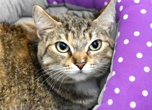 Sweet Kallie came in with her buddy Ivy because their mom was going to university and couldnt take 