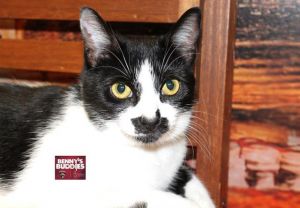 WATCH MY VIDEOPeaches is an adorable black and white kitty with expressive golden-hazel eyes She h