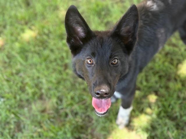 BINDI