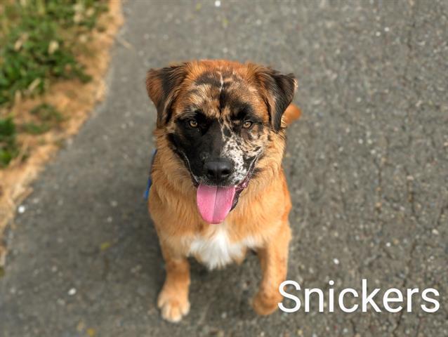 SNICKERS