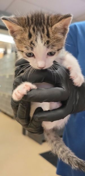 Kenny Domestic Short Hair Cat