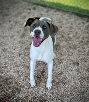 Gracie Mixed Breed Dog