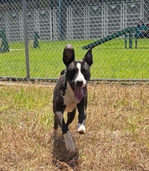 Almond Pit Bull Terrier Dog
