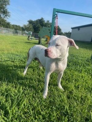 Dreia Pit Bull Terrier Dog