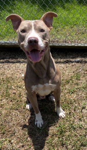 Peanut Pit Bull Terrier Dog