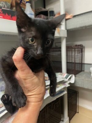 gypsy girl Domestic Short Hair Cat