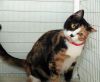 Hattie photo 1