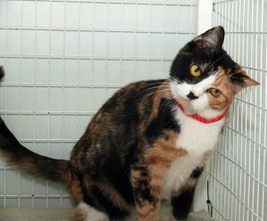 Hattie, Young Female Domestic Short Hair