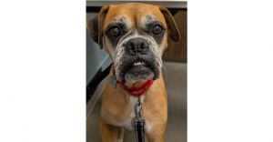 Quinto, Senior Male unknown