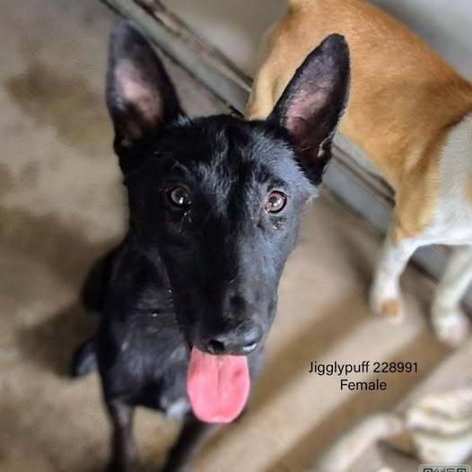 Jigi - Located in TX
