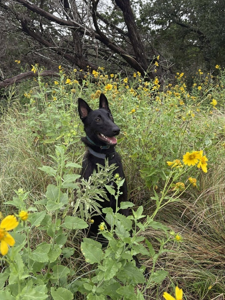 Jigi - Located in TX
