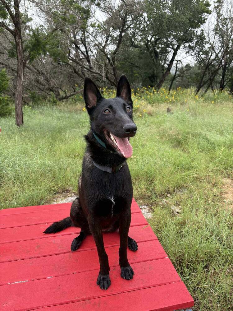 Jigi - Located in TX