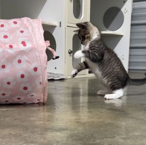 Apple, Adult Female Tabby
