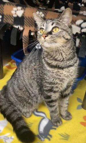 Matcha, Adult Female Domestic Short Hair