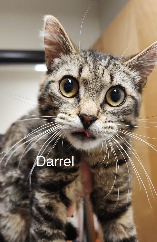 Darrel, an adoptable Domestic Short Hair in Bend, OR, 97701 | Photo Image 1