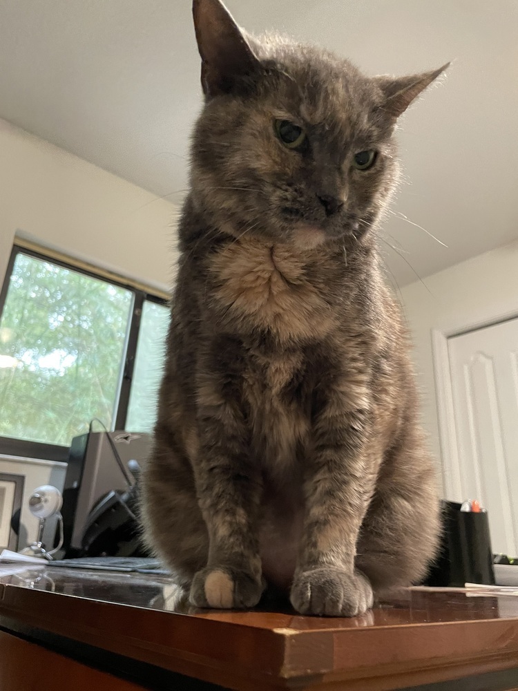 Emmy