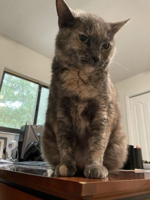 Emmy, Adult Female unknown