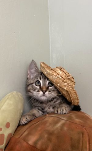 Gilligan, Baby Male Domestic Short Hair