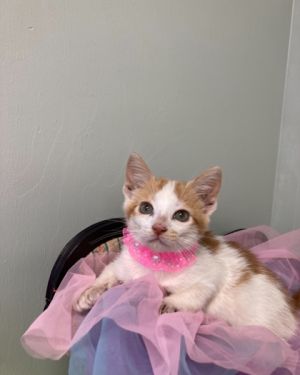 Marcia, Baby Female Domestic Short Hair