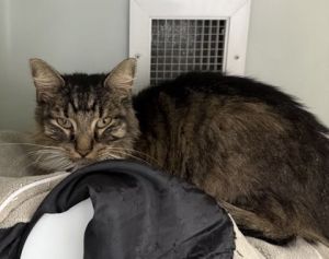 KOA 740-25 Domestic Long Hair Cat