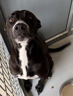 Nyla 732-25 Pit Bull Terrier Dog