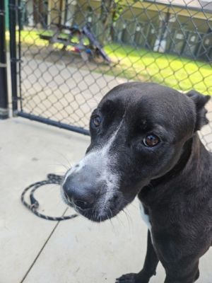 Nyla 732-25 Pit Bull Terrier Dog