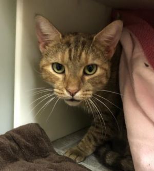 Luna Pop Tart 1165-18 Domestic Short Hair Cat