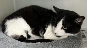 Baja 762-25 Domestic Short Hair Cat