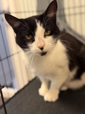 Baja 762-25 Domestic Short Hair Cat