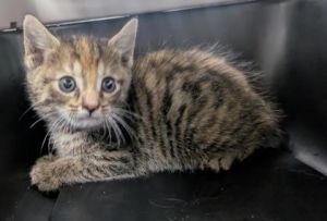 Sanibel 781-25 Domestic Short Hair Cat