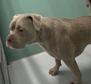Panama 791-25 Pit Bull Terrier Dog